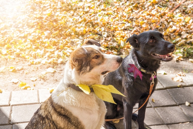 Dos perros felices, negros y castaños claros, sonríen y se regocijan en otoño. Perros en hojas de otoño. Otoño