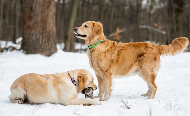 Dos perros golden retriever al aire libre durante el invierno a pie de perrito tumbado en la nieve y roe un obstáculo del bosque