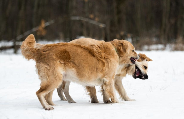 Dos perros golden retriever al aire libre