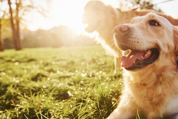 Dos perros Golden Retriever felices dan un paseo por el parque Hermoso sol