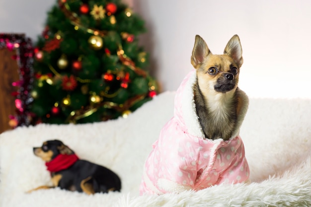 Dos perros graciosos en el árbol de año nuevo