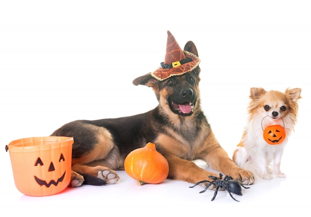 dos perros y halloween