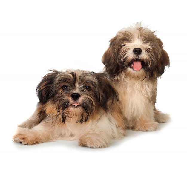 Dos perros havanese felices aislados