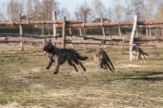 Dos perros hiena salvajes y un borzoi ruso corren uno detrás del otro en un campo a principios de la primavera