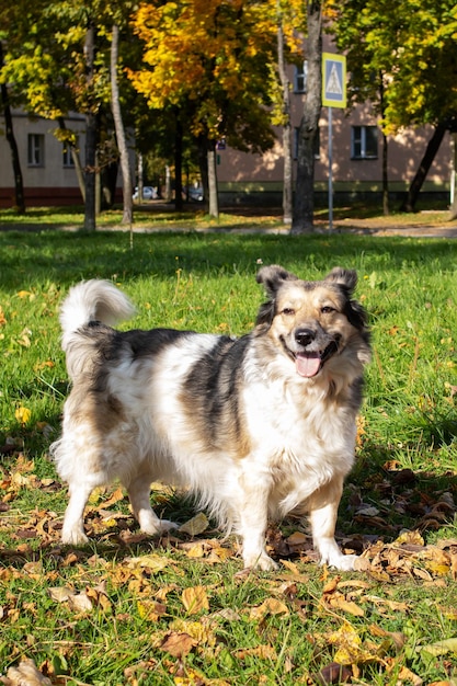 Dos perros en la hierba en hojas amarillas de otoño