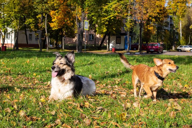 Dos perros en la hierba en hojas amarillas de otoño