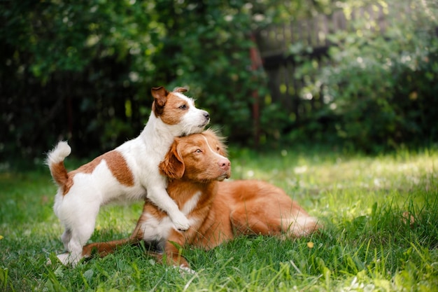 Dos perros en la hierba