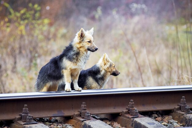 Dos perros sin hogar cerca de la vía del tren.