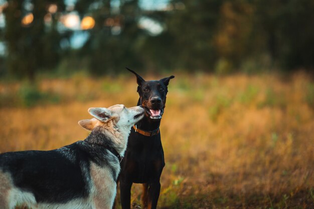 Dos perros husky y Doberman caminando en un campo