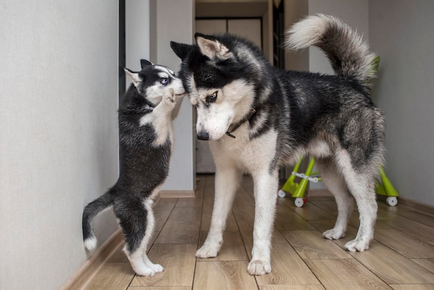 Dos perros husky están jugando en el interior de la casa Madre perro jugando con su pequeño cachorro