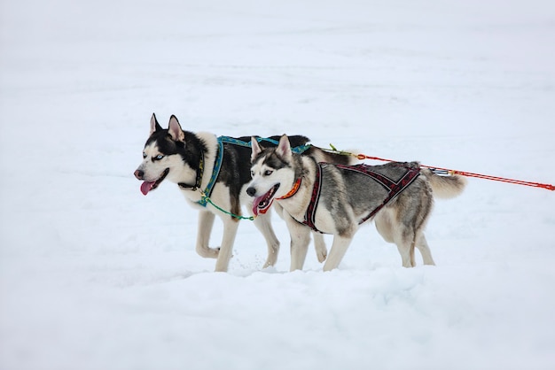 Dos perros husky en la nieve en competición