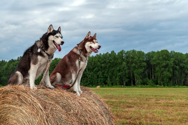 Dos perros husky sentados en un pajar