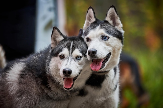 Dos perros husky siberiano con la boca abierta sacando la lengua, perros husky siberiano de raza pura de cerca con pelaje blanco y negro color caminar al aire libre