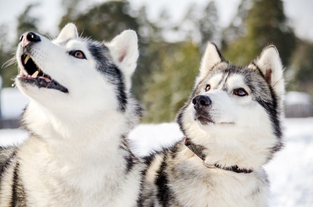 Dos perros husky siberiano miran a su alrededor. Los perros husky tienen pelaje blanco y negro.