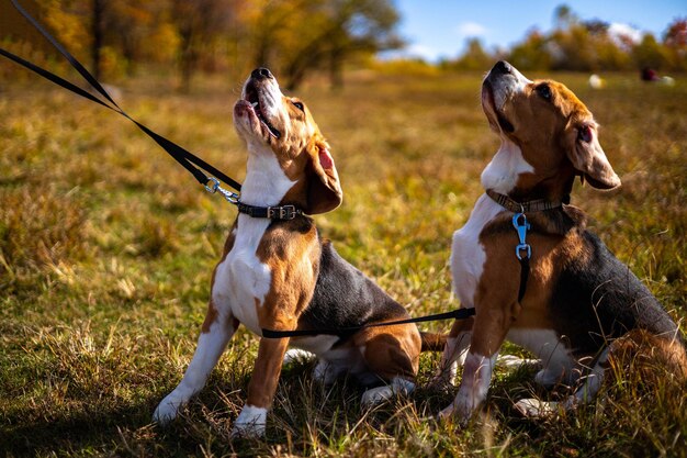 Dos perros jóvenes activos de la raza beagle en el bosque de otoño