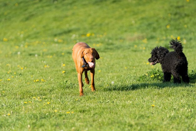 Dos perros juegan juntos en un prado verde uno es un caniche y el otro es un puntero húngaro