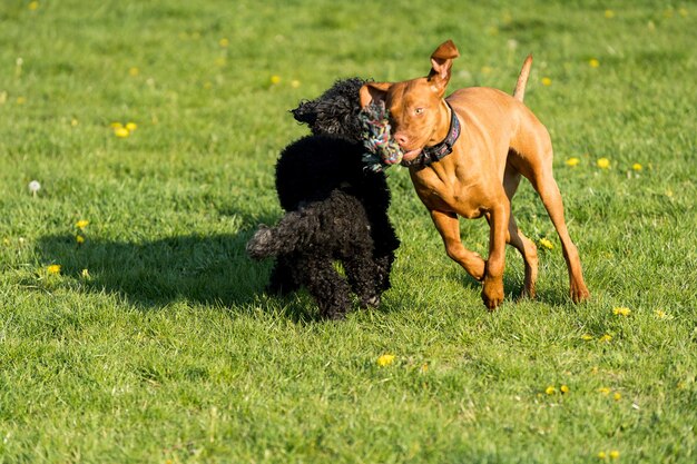 Foto dos perros juegan juntos en un prado verde uno es un caniche y el otro es un puntero húngaro