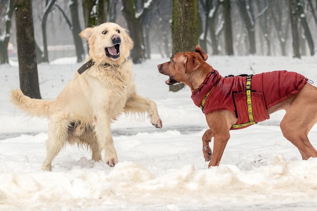 Dos perros juegan en la nieve en el parque en invierno Perros en el parque de paseo