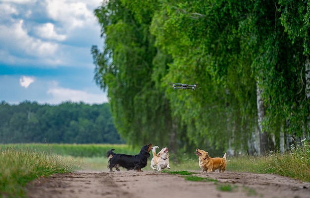 Dos perros jugando afuera. Mirando hacia arriba y corriendo hacia adelante. Fondo de naturaleza. Razas pequeñas.