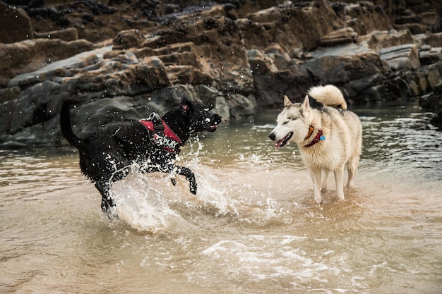Dos perros jugando en el agua.