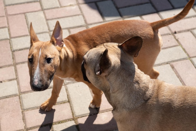 Dos perros jugando en el patio trasero al aire libre Gred miniatura bull terrier y bulldog francés olfateándose unos a otros