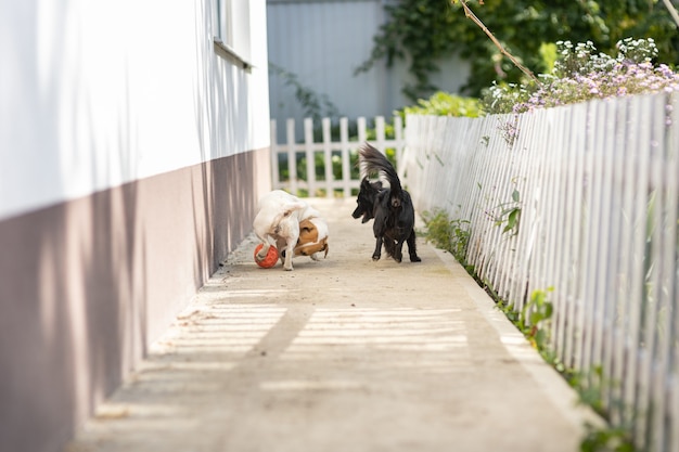 Dos perros jugando con una pelota cerca de la casa.