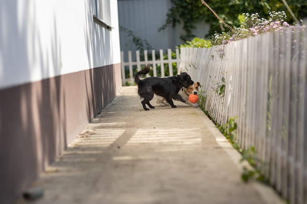 Foto dos perros jugando con una pelota cerca de la casa.