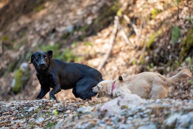 Dos perros jugando y persiguiéndose