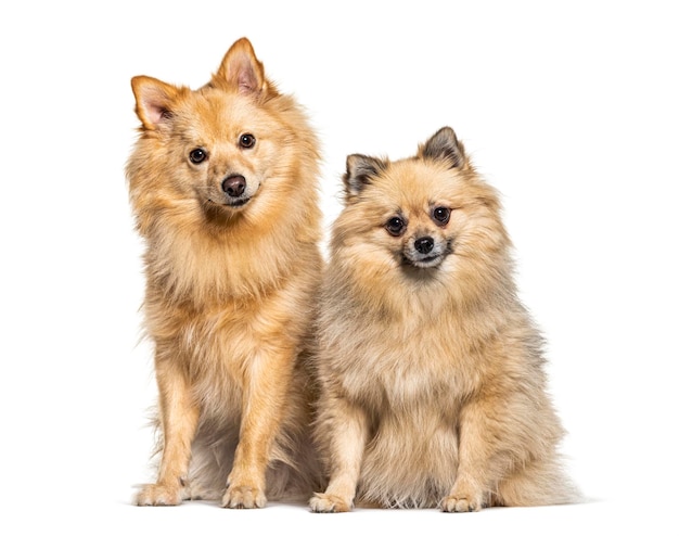 Dos perros Keeshond sentados juntos aislados en blanco