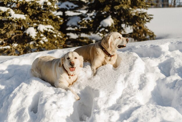 Dos perros labrador en la nieve, los perros caminan en invierno