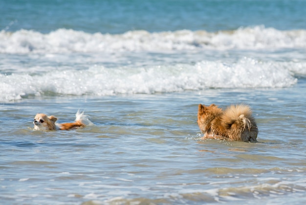 dos perros en el mar