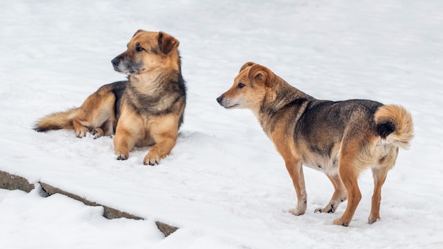 Dos perros marrones en el invierno en la nieve.