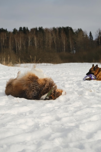 Dos perros mejores amigos acostados y descansando juntos en el parque de nieve de invierno