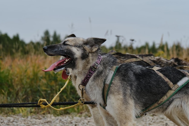 Dos perros mestizos grises fuertes y resistentes en arneses juntos Vista de perfil