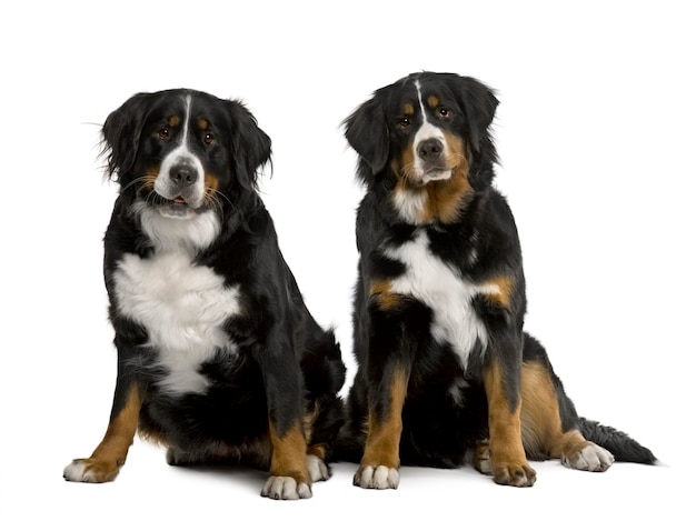 Dos perros de montaña berneses de 2 años y 7 meses de edad, sentados