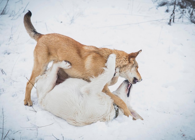 dos perros se muerden mientras juegan en el campo de invierno