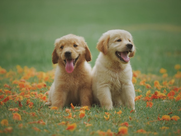 Dos perros muy lindos.