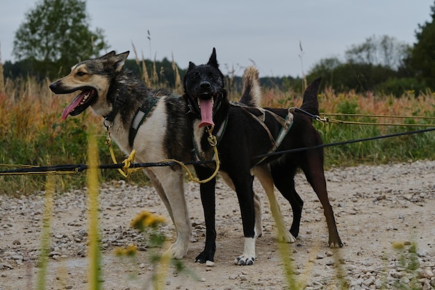 Dos perros negros y rojos fuertes y resistentes en arneses juntos Feliz equipo de perros