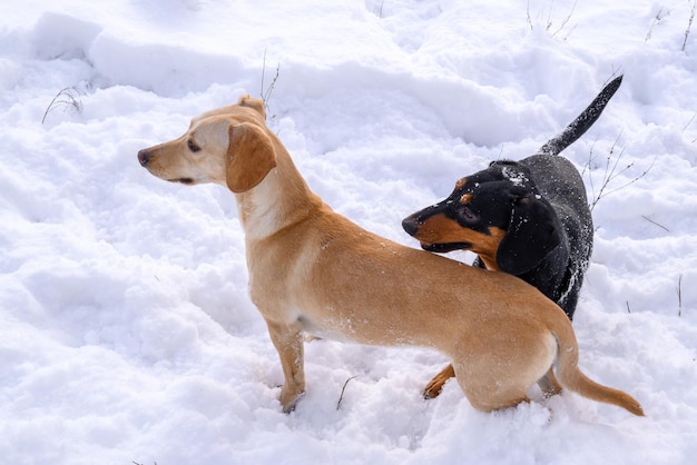 Dos perros en la nieve en invierno