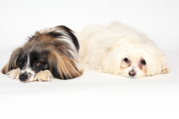 Dos perros pequeños tumbados