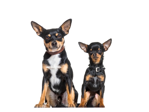 Dos perros Pinscher sentados, cortados