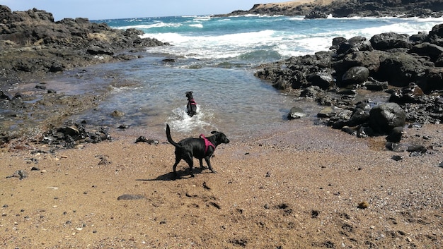 Foto dos perros en la playa