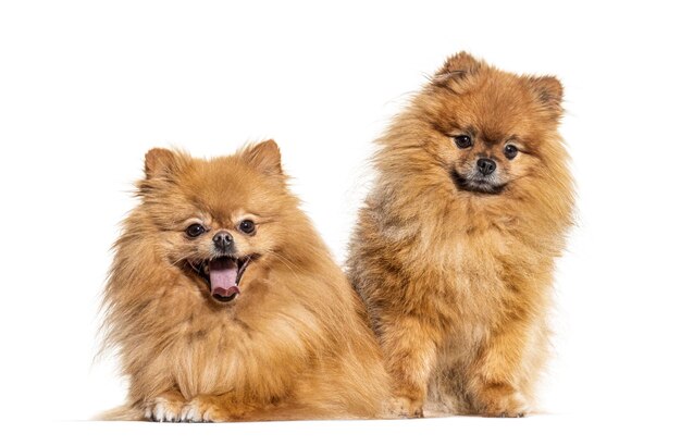 Dos perros Pomerania aislado en blanco