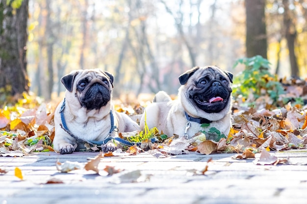 Dos perros pug yacen en un parque de otoño entre hojas caídas