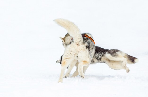 Dos perros de raza husky siberiano juegan entre sí.