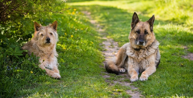 Dos perros de raza mixta está sentado en la carretera de la aldea