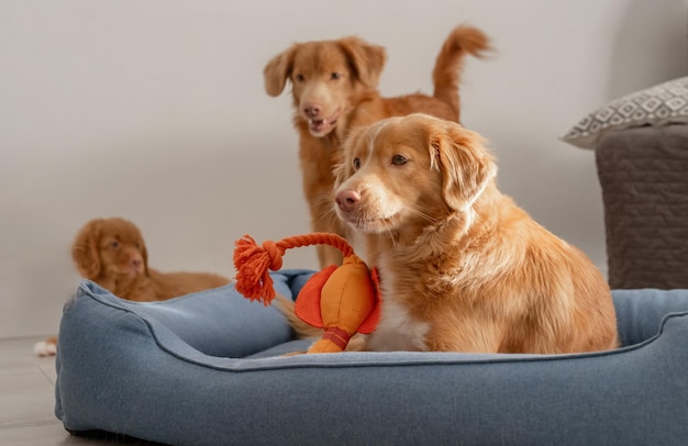 Dos perros retriever de Nueva Escocia y su cachorro juegan en una cama azul mostrando la naturaleza lúdica de