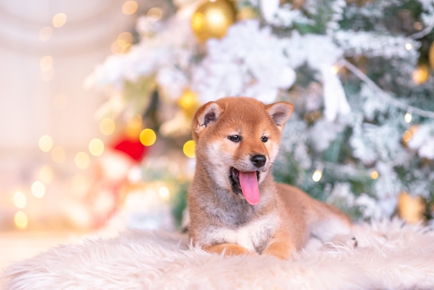 Dos perros rojos, Laika japonesa, raza Siba-inu, vestidos para Navidad. Concepto reunión año nuevo