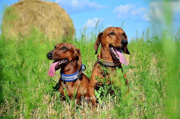 Dos perros salchicha rojos se sientan en la hierba en la pradera