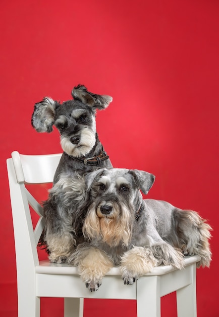 Dos perros schnauzer miniatura en una silla blanca